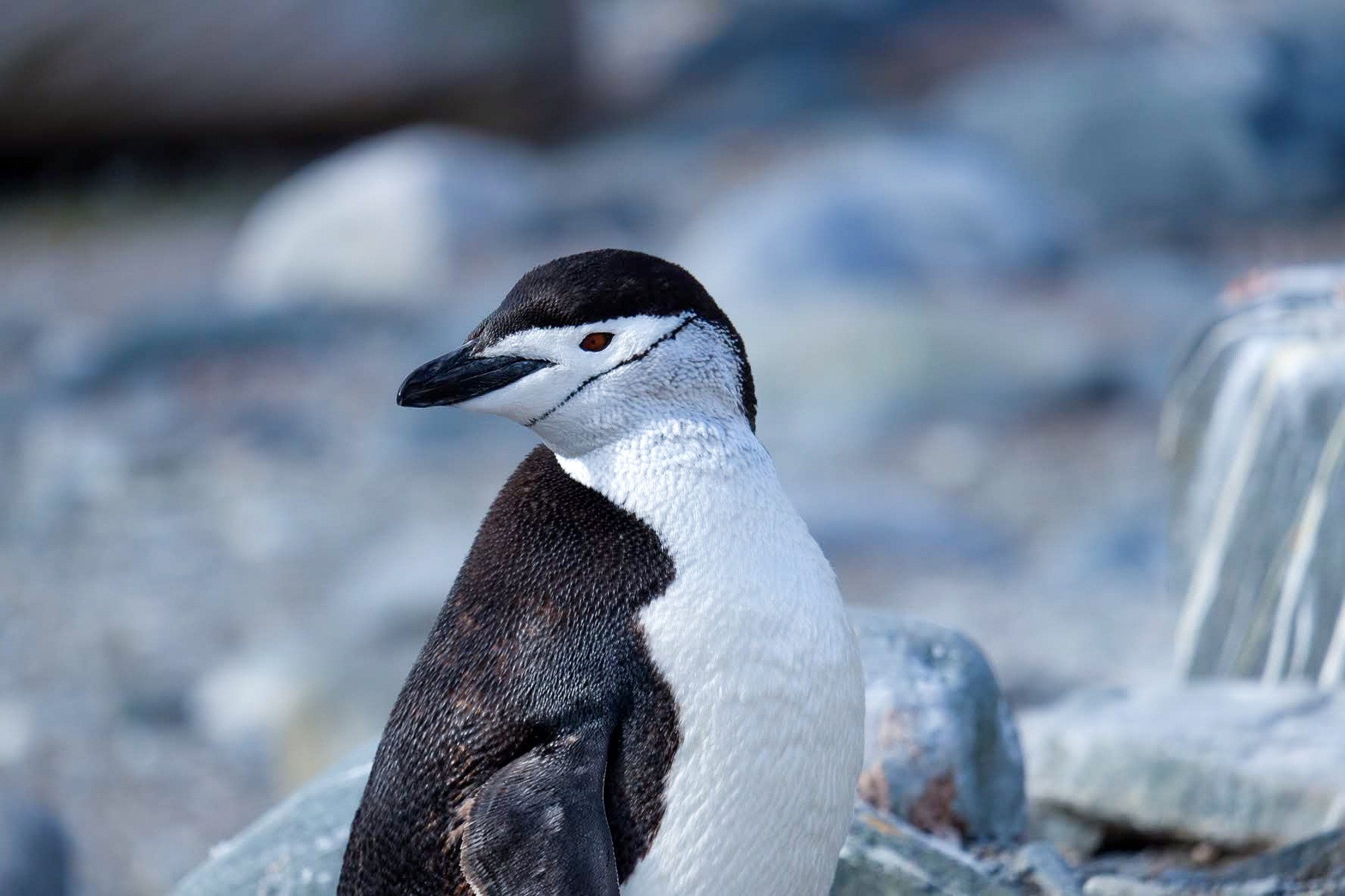 10-Day Expedition Cruise to Antarctica